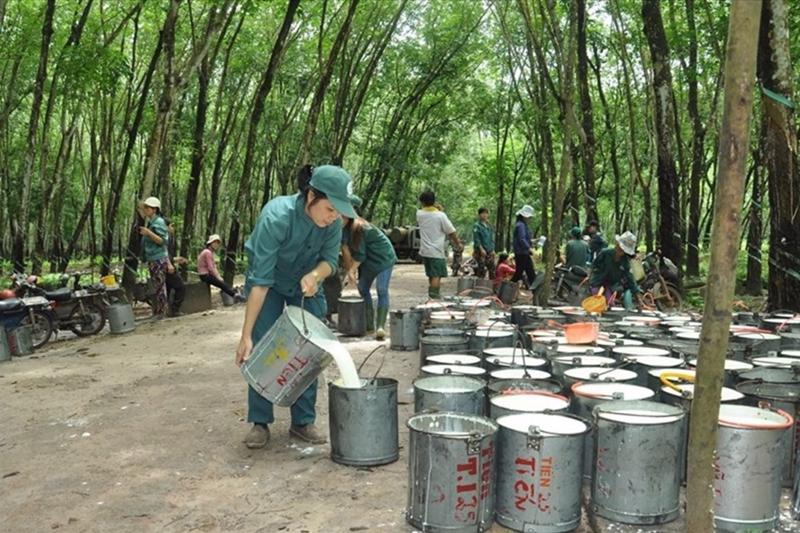 Xuất khẩu cao su của Việt Nam vẫn thuận lợi do thế giới thiếu hụt nguồn cung